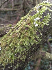 Hypnum resupinatum