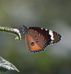 Danaus chrysippus chrysippus
