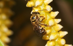 Mellitidia tomentifera