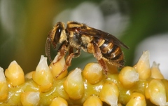 Mellitidia tomentifera