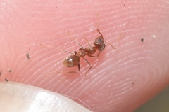 Iridomyrmex pallidus