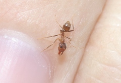 Iridomyrmex pallidus