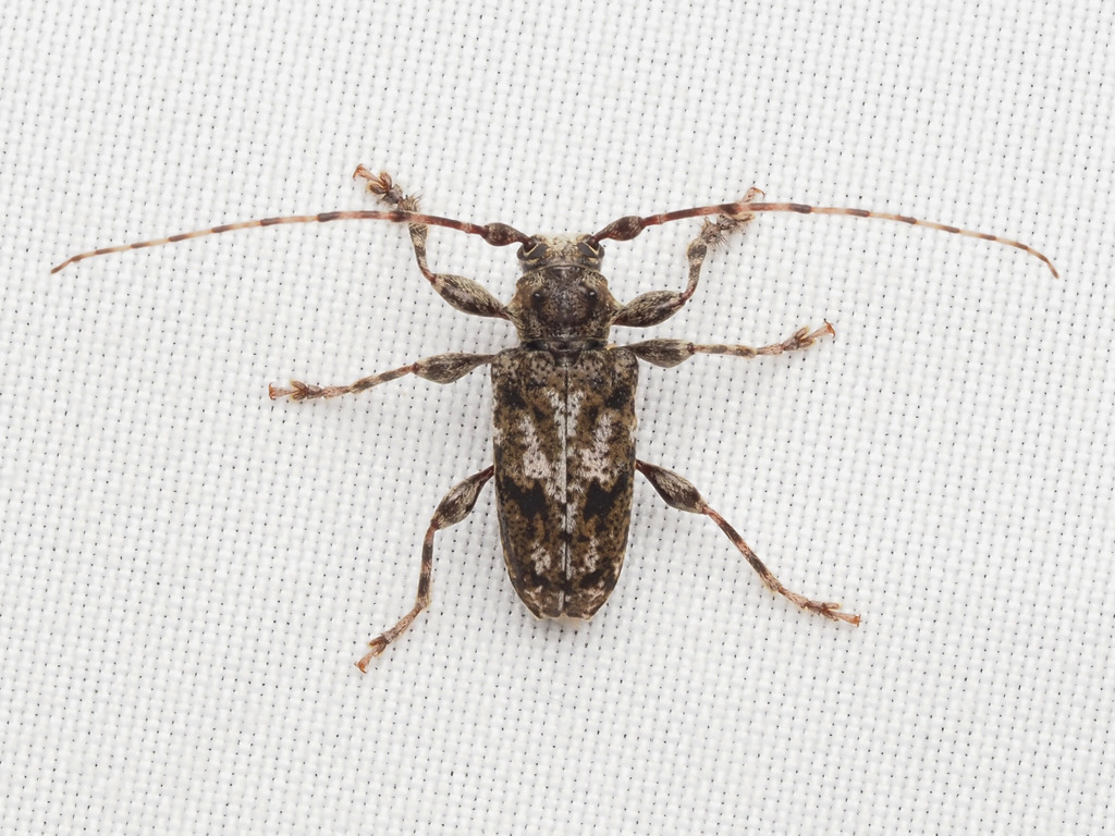Aegomorphus modestus