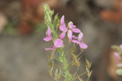 Desmodium tortuosum