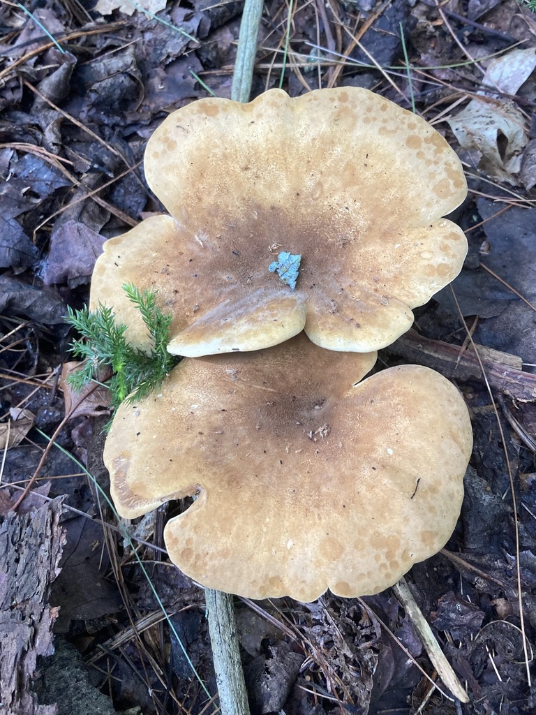 Velvetfooted Pax from Jamesburg Park Conservation Area, Helmetta, NJ