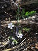 Prairie Phlox - Photo (c) megnd, some rights reserved (CC BY-NC), uploaded by megnd