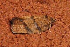 Argyrotaenia juglandana