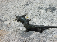 Sceloporus occidentalis taylori