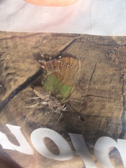 Callophrys xami xami