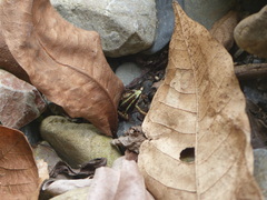 Epipedobates anthonyi