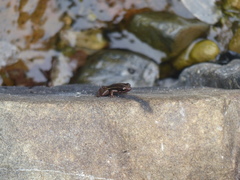 Epipedobates anthonyi