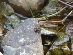 Epipedobates anthonyi