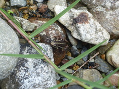 Epipedobates anthonyi