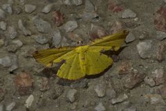 Corymica arnearia