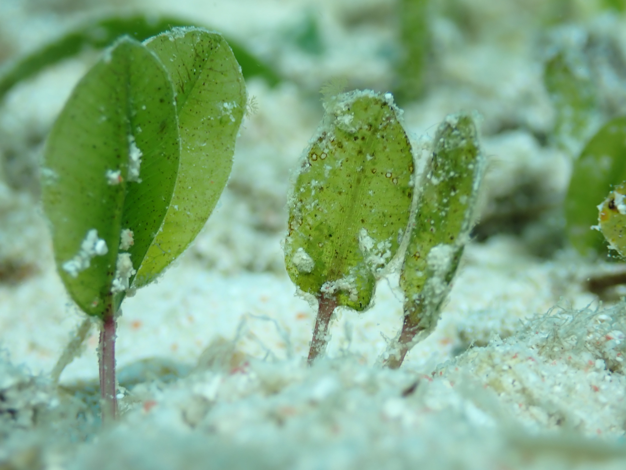 Halophila