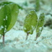 鹽藻屬 - Photo 由 Pierre-Louis Stenger 所上傳的 (c) Pierre-Louis Stenger，保留部份權利CC BY-NC