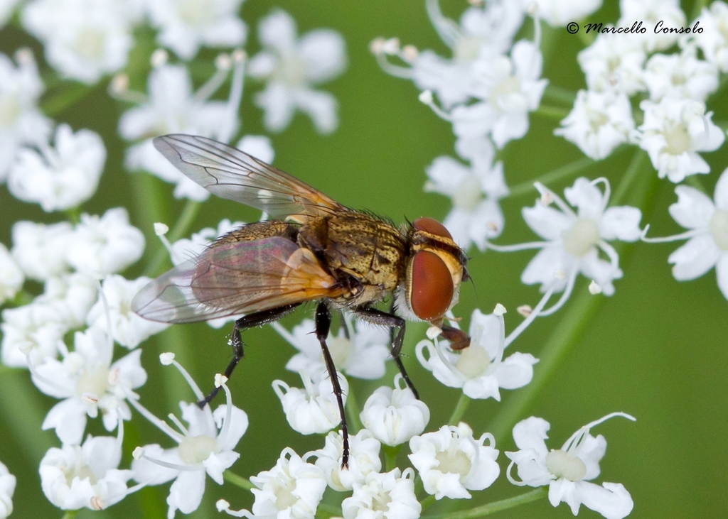 Clytiomya