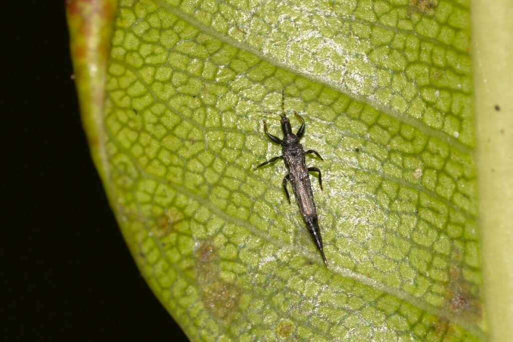 Gynaikothrips australis