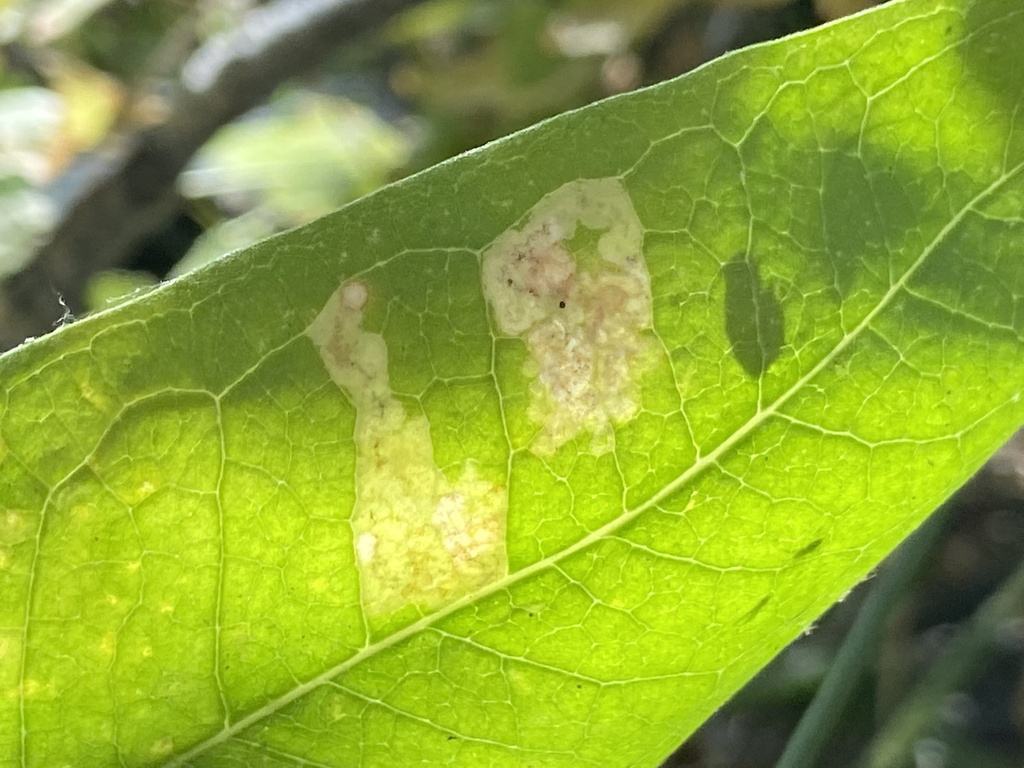 Liriomyza subasclepiadis
