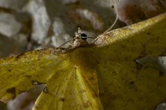 Corymica arnearia