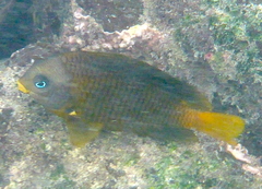 Stegastes arcifrons