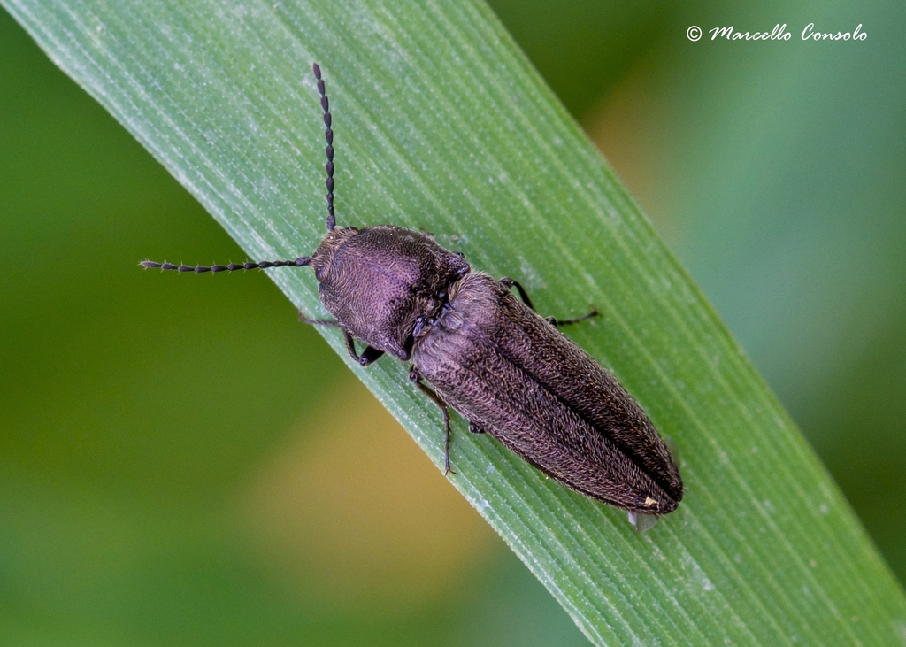 Cidnopus