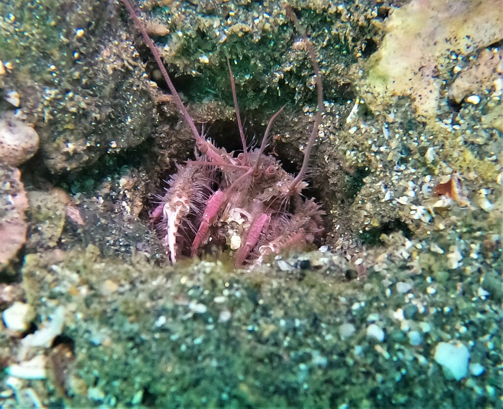 Neaxius vivesi