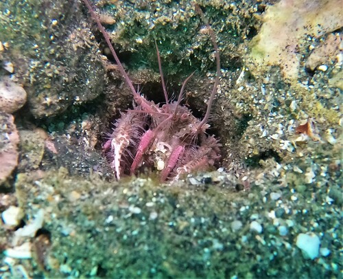 Neaxius vivesi