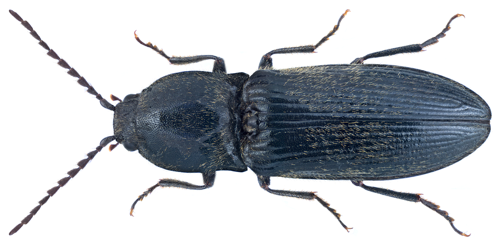 hairy click beetle