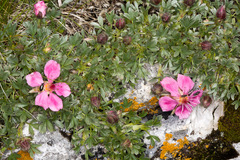 Potentilla nitida