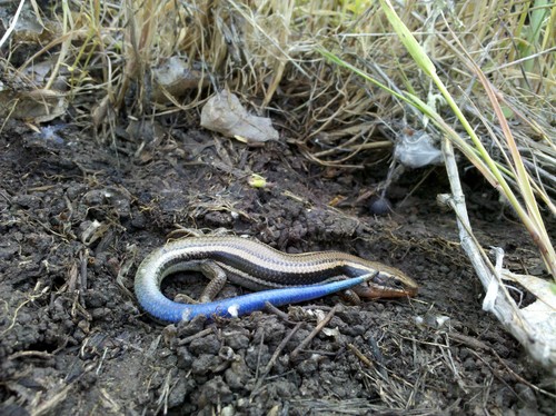 iNaturalist observation photo of Western Skink