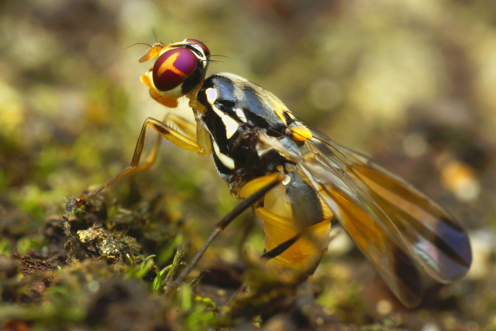 Euphranta figurata