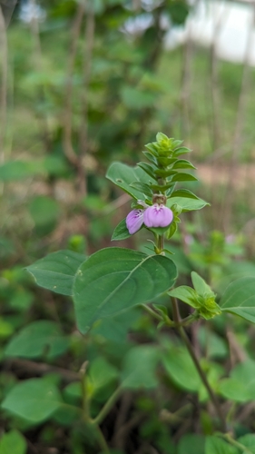 Image of Justicia glauca by (c) Ravuri Krishna Chaitanya, some rights reserved (CC BY)