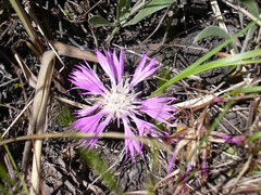 Psephellus marschallianus