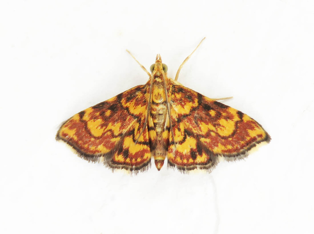 Pyrausta staiusalis