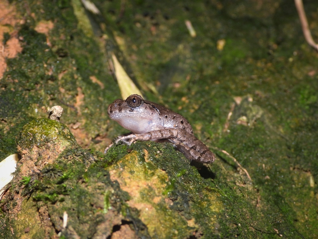 Leptobrachella jinyunensis