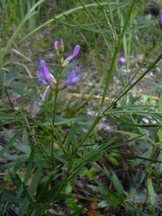 Astragalus arenarius