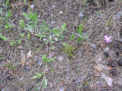 Psephellus marschallianus