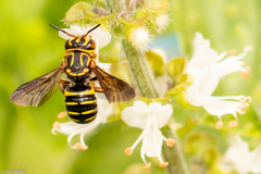 Hymenoptera