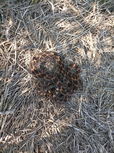 Mexican Lancehead Rattlesnake