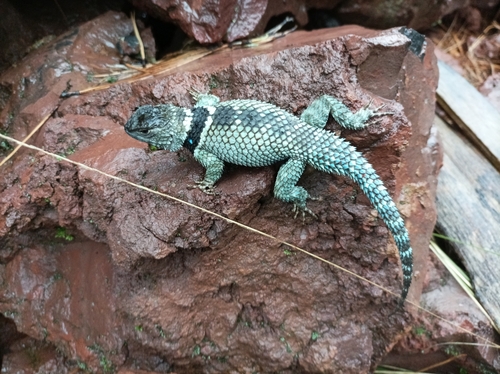 Cleft Lizard