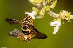 Hymenoptera