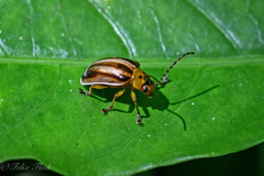 Macrolema quadrivittata