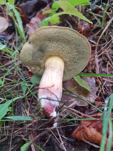 Auksakotis švelniabaravykis nuotrauka