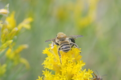 Megachiloides