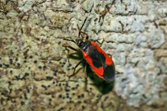 Delacampius lateralis