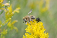 Megachiloides