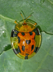 Aspidimorpha punctum