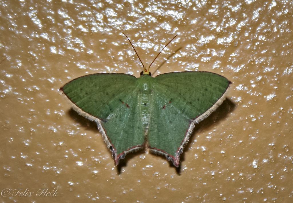 Cosmogonia