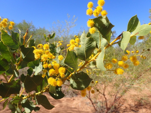 Image of Acacia pyrifolia by (c) Hugo Innes, some rights reserved (CC BY)